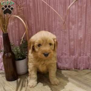 Finley, Mini Goldendoodle Puppy